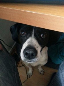 hund pino freut sich über das homeoffice