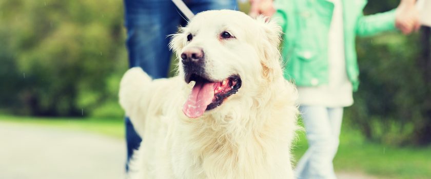 Helfer in der Not: Epilepsiehund Familie spaziert mit Epilepsiehund durch den Park