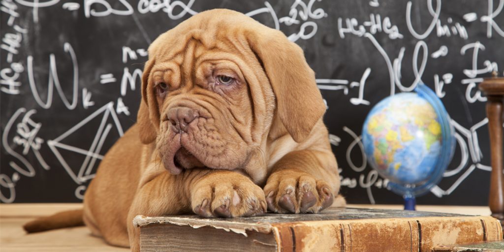 Lehrerassistent auf vier Pfoten