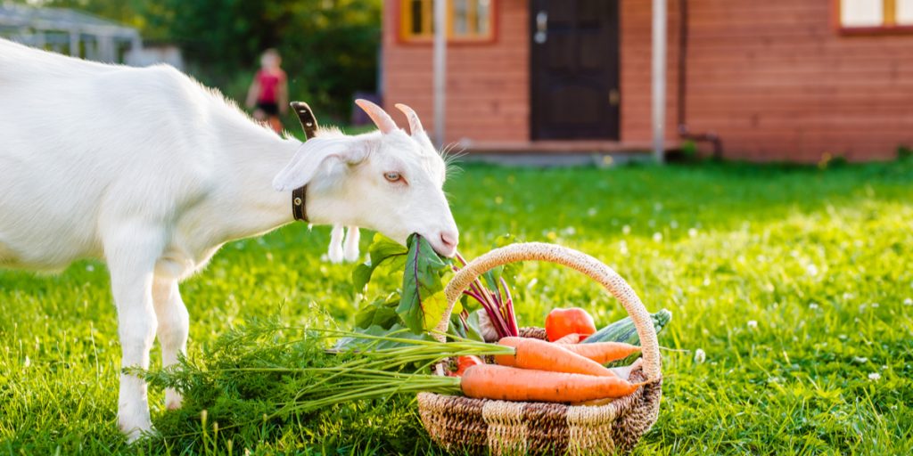 Ferien auf dem Bauernhof Wann ist eine Zimmervermietung gewerblich?
