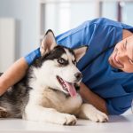 verbraucherblick 01/2016 Versicherungen für Hunde