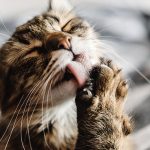 Katzenfutter: teuer oder billig? - verbraucherblick 09/2018