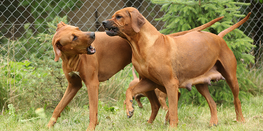 Hundehaltung verboten – Mieter kündigt fristlos