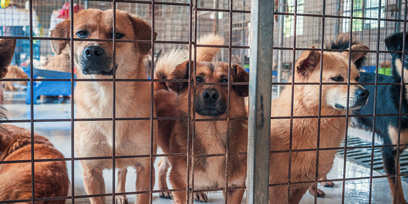 Grenzen der Hundehaltung im Wohngebiet