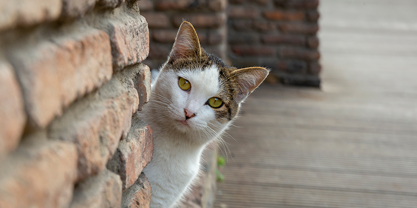 Frei laufende Katzen müssen in Wohngebieten geduldet werden