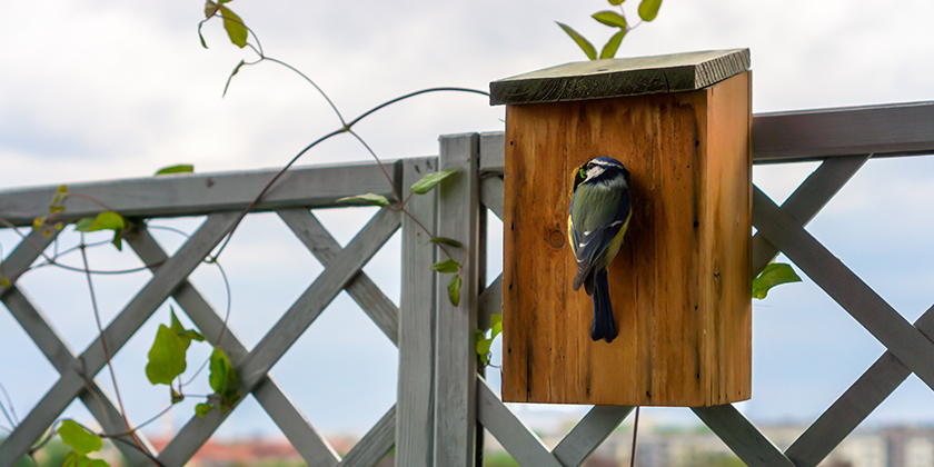 Vogelfüttern verboten