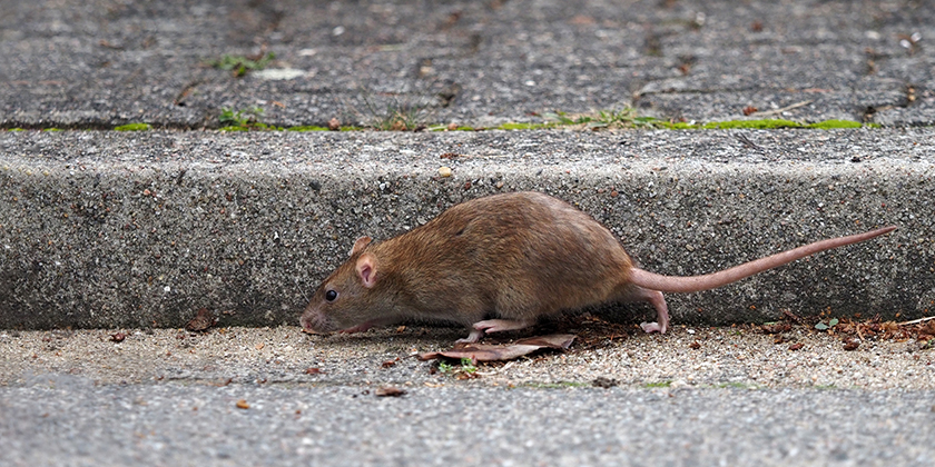 Eigentümer muss Ratten auf Grundstück bekämpfen