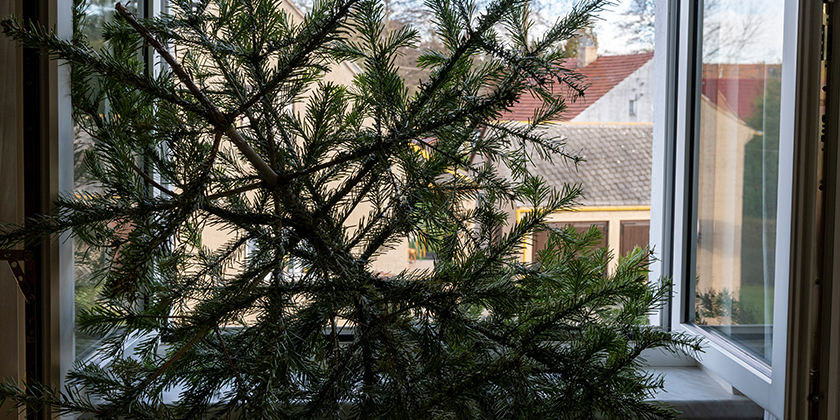 Oh Tannenbaum – wohin mit deinen Blättern?