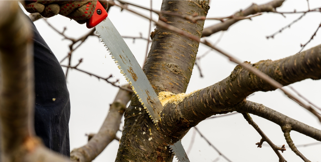 Baum zerstört: Schadenersatz-Anspruch